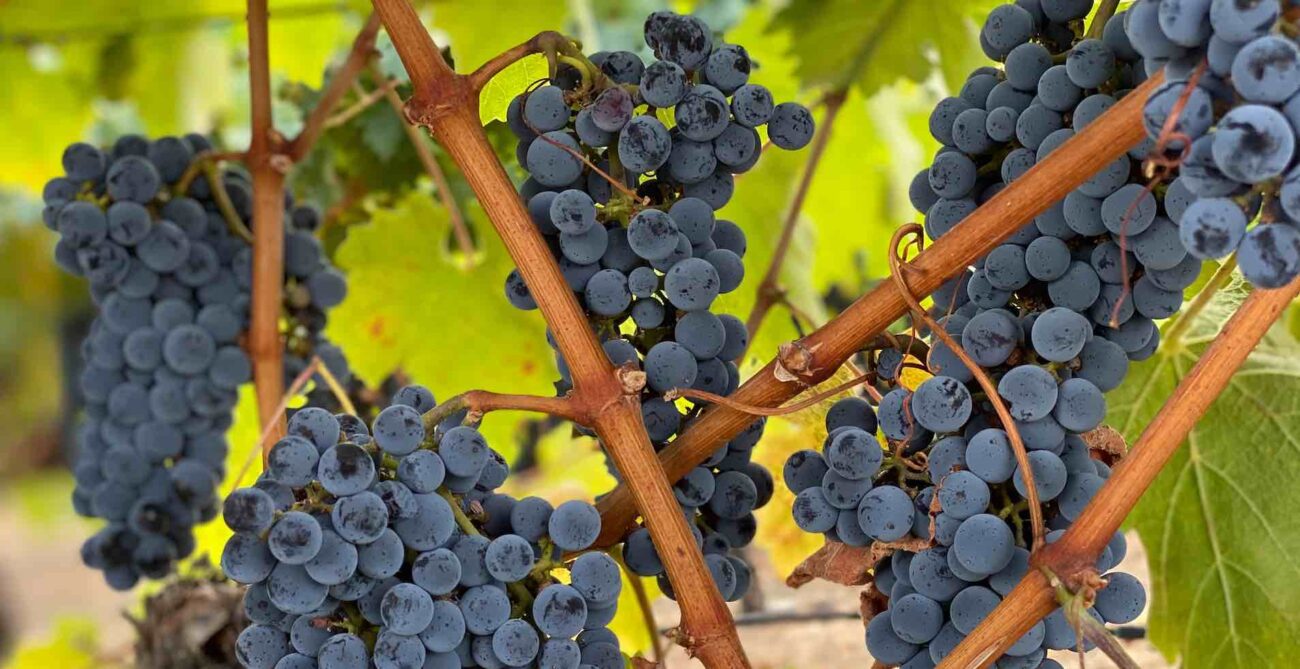 black grapes on a vine in the Napa valley